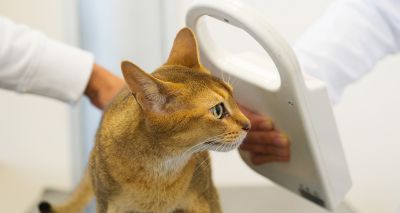 Ministers back feline microchipping campaign